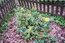 Магония падуболистная - Mahonia aquifolia Nutt.