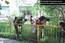 Школьники на прополке участка многолетних травянистых растений