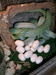 Кладка яиц зелёной бойги