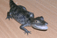 Наш крокодиловый кайман