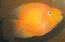 Цихлида-попугай - крупная рыба
