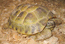 Среднеазиатская (степная) черепаха