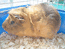 Морская свинка с признаками розеточности