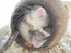 Иглистые мыши притаились в скорлупе кокосового ореха