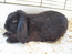 Чёрный вислоухий кролик